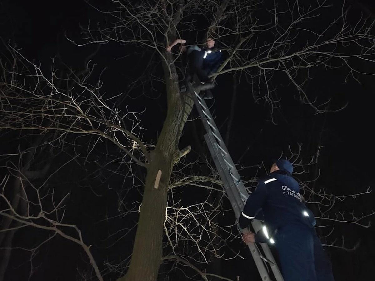 В Таганроге подросток застрял на дереве, пытаясь спасти котенка