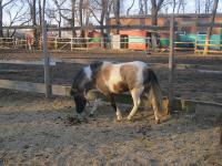 Из парка Горького в Таганроге выселяют конно-спортивный клуб «Одиссей»