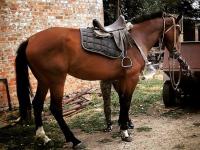 Таганрожцев просят спасти лошадь от скотобойни