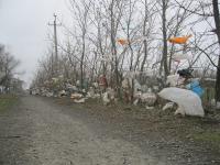 Деревья вдоль Николаевского шоссе в Таганроге «украшены» пакетами