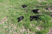 На одном из кладбищ Таганрога погибли более 200 ворон