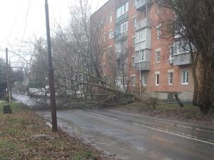 В Таганроге возле жилого дома огромный тополь упал на дорогу