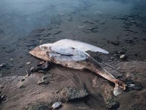 Замерзшего дельфина нашли на берегу Таганрогского залива
