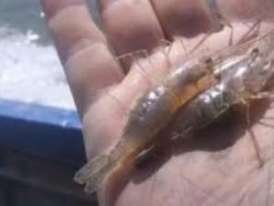 Дальневосточные креветки прижились в Таганрогском заливе