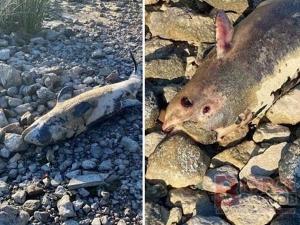 В Таганрогском заливе обнаружили тела мертвых дельфинов