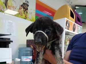В Таганроге ветеринары спасли щенка со сломанной челюстью