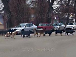 Жители Таганрога пожаловались на бродячих собак