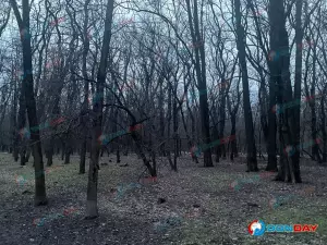 Под Таганрогом в посадке обнаружили труп мужчины с обглоданными руками