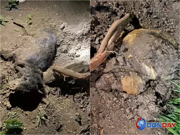 Под Таганрогом рядом с центром содержания обнаружили десятки мертвых собак