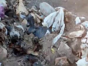 Под Таганрогом обнаружили массовое захоронение обезглавленных собак