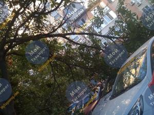 В Таганроге сухая ветка упала на автомобиль