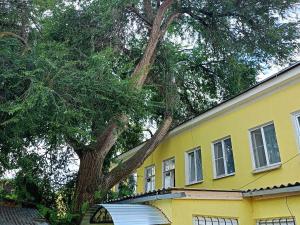 В Таганроге дерево упало на доходный дом Третьякова