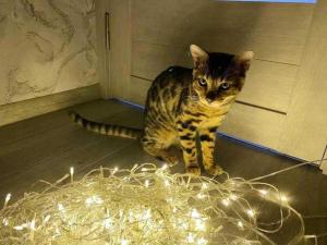 Без света остались пять улиц в Таганроге 29 ноября