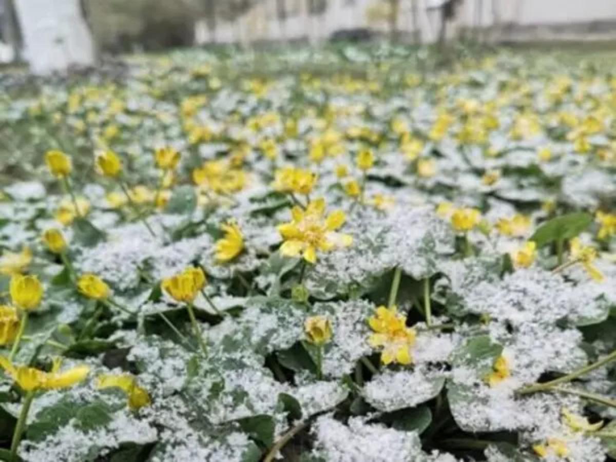 В Таганроге объявлено экстренное предупреждение из-за заморозков до -13 градусов