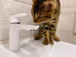 Жители нескольких улиц в Таганроге остались без воды утром 16 января