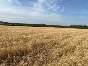 В Таганроге может повториться весенняя засуха из-за редких осадков