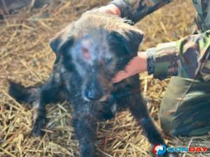 Под Таганрогом неизвестные стреляли бездомной собаке прямо в голову