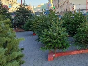 Жителям Таганрога рассказали куда сдавать новогодние елки