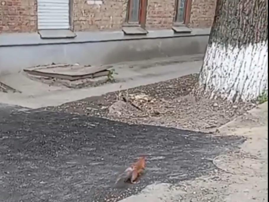 Белки из Приморского парка в Таганроге разбегаются по окрестностям города