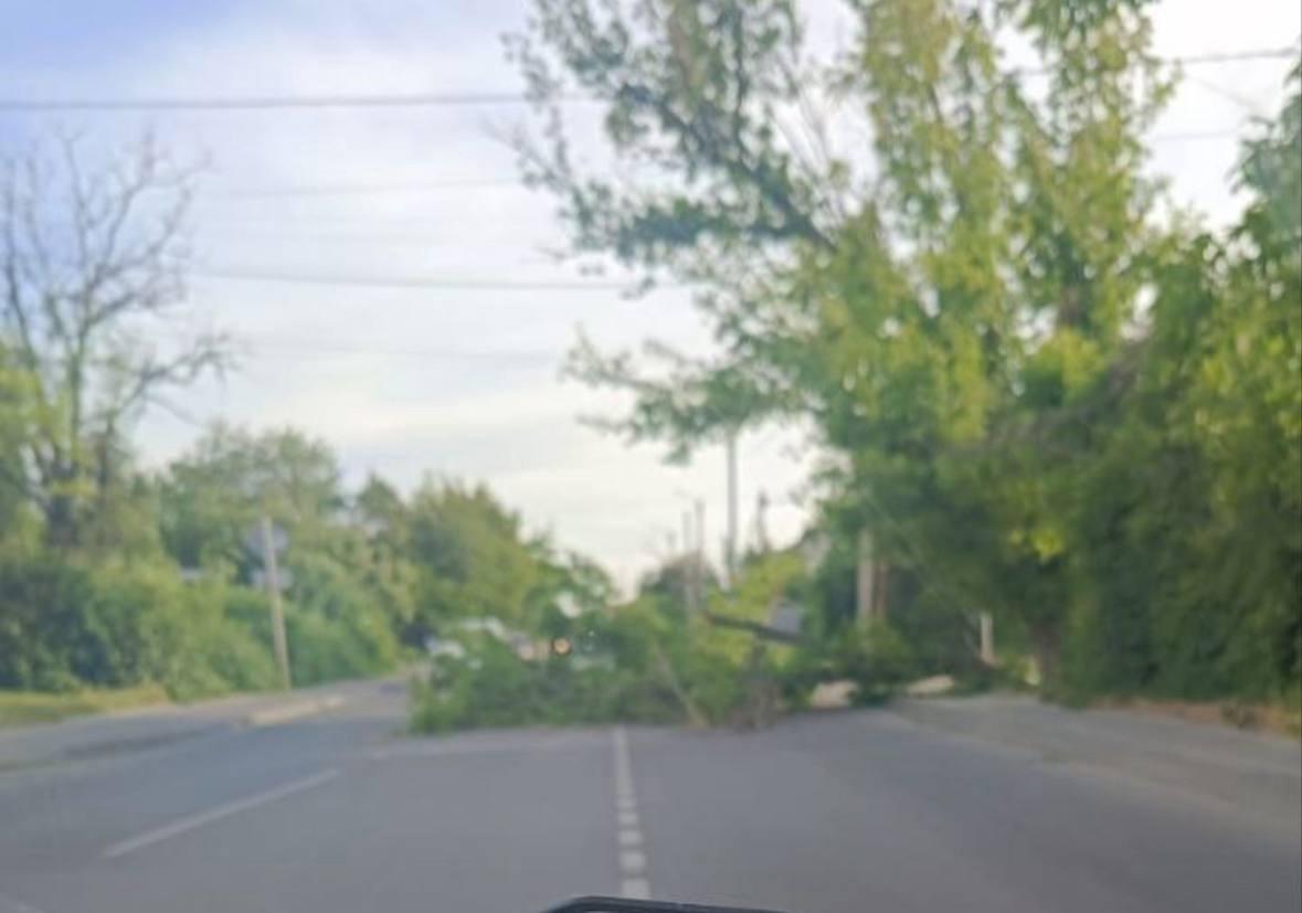 Упавшее из-за ветра дерево перегородило дорогу в Таганроге