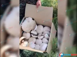 На Дону грибник нашел в лесу гигантские шампиньоны