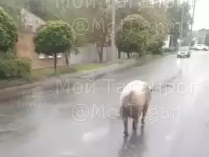 В Таганроге заметили гуляющую по улицам города свинью