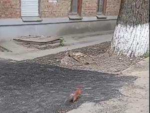 Белки из Приморского парка в Таганроге разбегаются по окрестностям города
