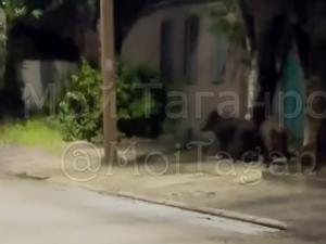 Пару диких кабанов заметили на Восточной в Таганроге
