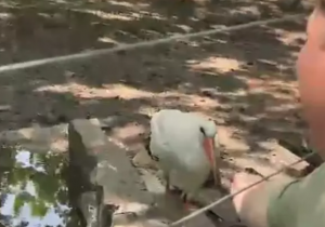 Краснокнижного белого аиста спасли в Таганроге