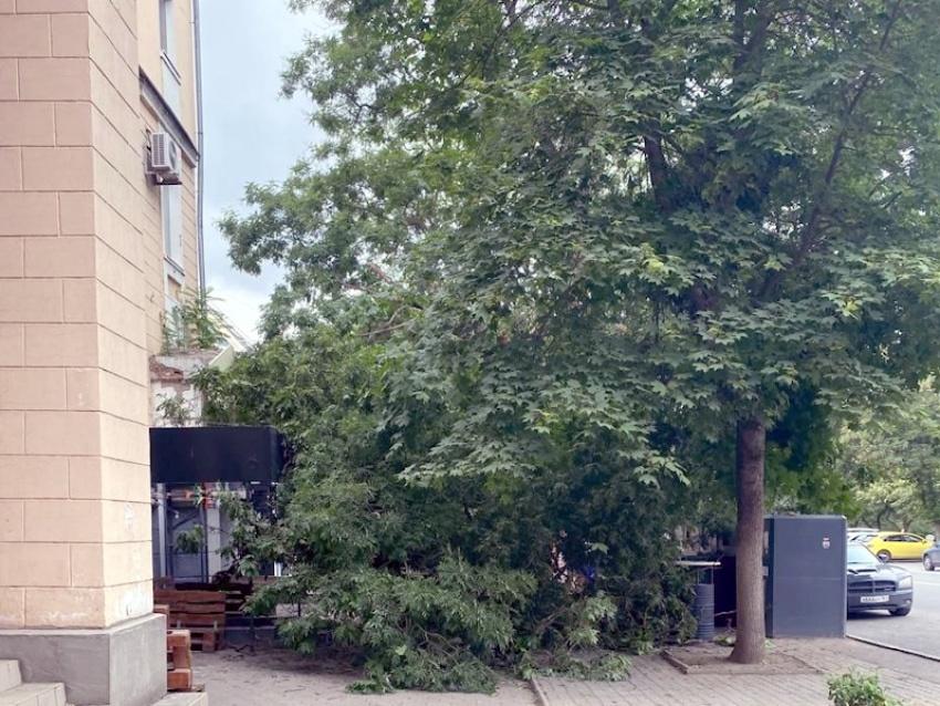 В центре Таганрога упавшее дерево перекрыло вход в кофейню