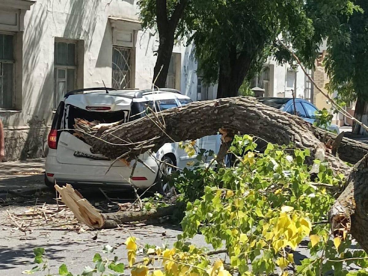 В Таганроге на Петровской огромное дерево упало на автомобиль