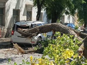 В Таганроге на Петровской огромное дерево упало на автомобиль