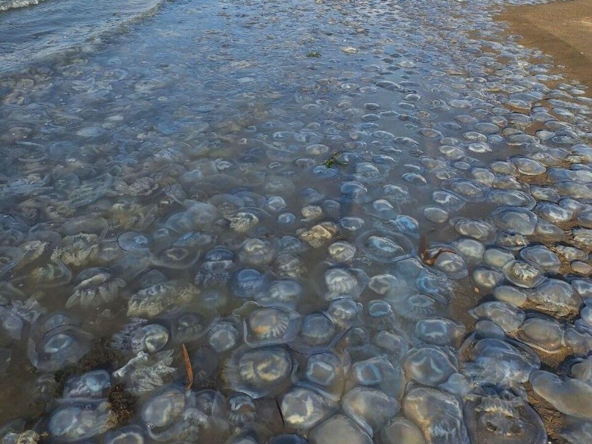 В Азовском море нашествие медуз биомассой в миллионы тонн