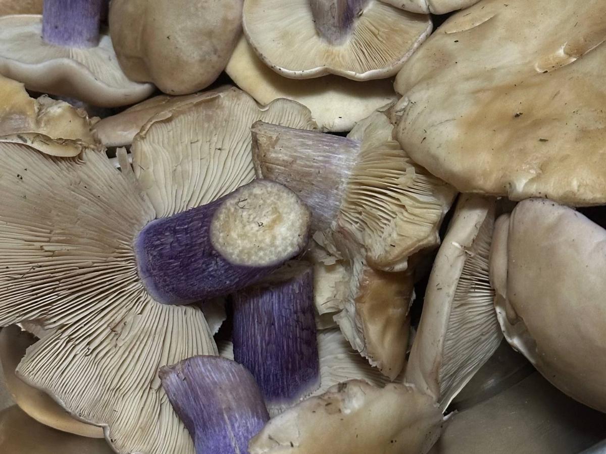 Под Таганрогом грибник нашел необычные грибы с фиолетовой ножкой Под Таганрогом грибник нашел необычные грибы с фиолетовой ножкой
