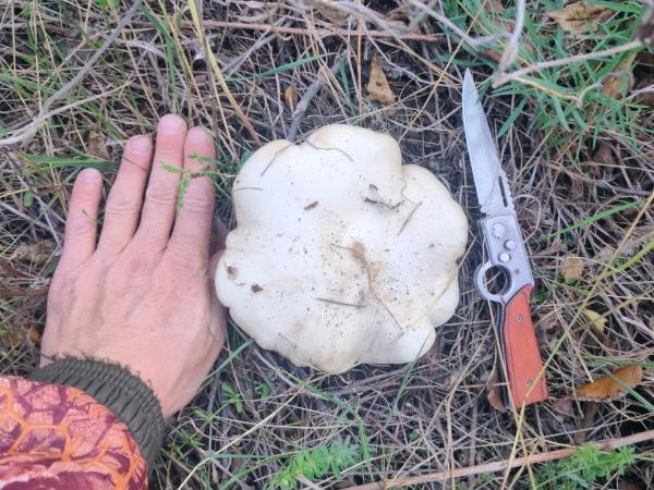 Под Таганрогом грибник нашел необычные грибы с фиолетовой ножкой