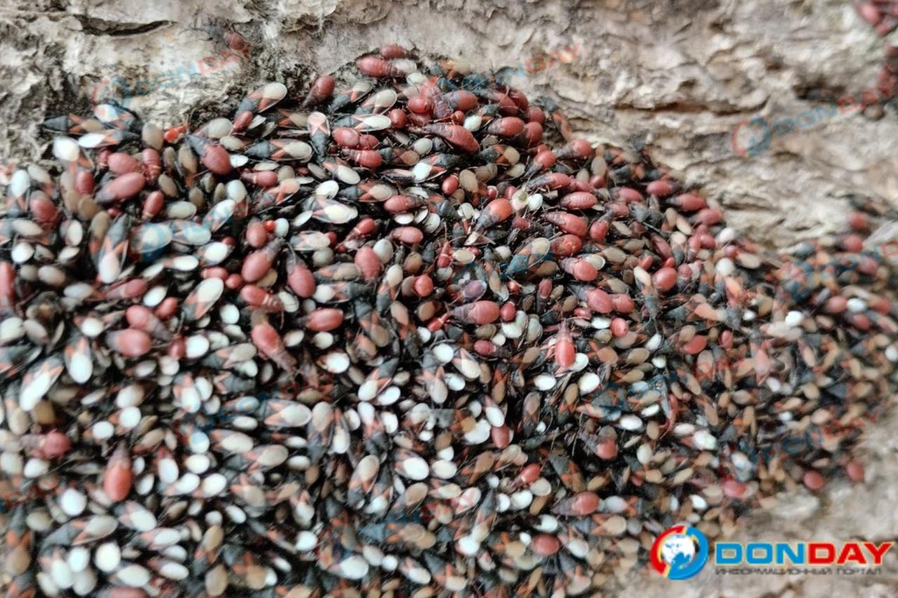 Липовую аллею в Таганроге оккупировали полчища клопов