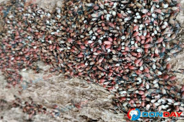 Липовую аллею в Таганроге оккупировали полчища клопов