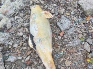 В Таганроге на набережной местные жители нашли мёртвую азовку