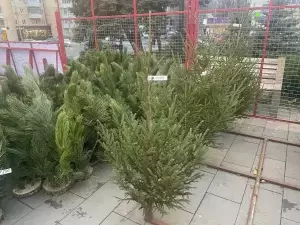 В Таганроге повторно соберут елки для переработки и благотворительности