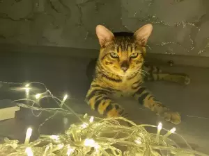 В Таганроге из-за штормового ветра около тысячи жителей остались без света