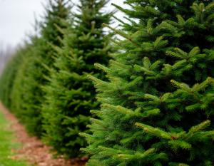 В Таганроге откроются 22 точки продажи елок к Новому Году