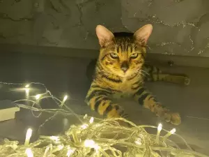 В Таганроге из-за шквалистого ветра тысячи жителей остались без света