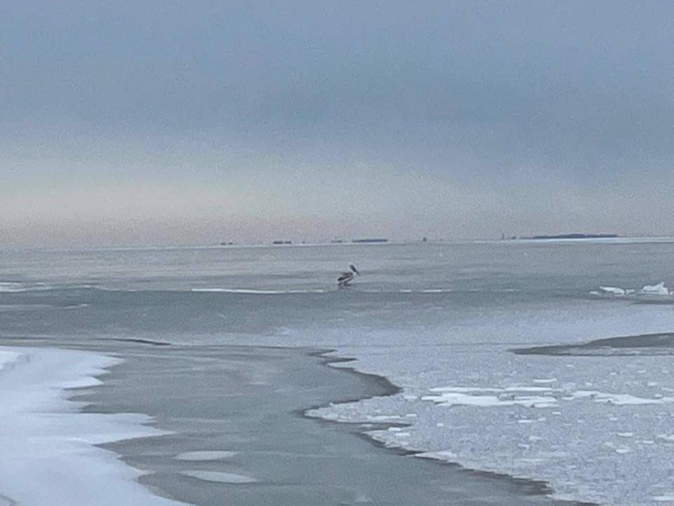 В Таганроге неравнодушные жители спасли вмёрзшего в лёд пеликана с поврежденным крылом
