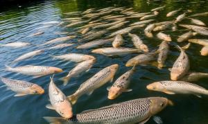 В Таганрогский залив вернулись урожайные поколения пиленгаса