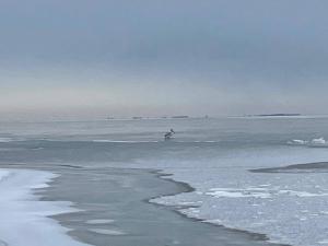 В Таганроге неравнодушные жители спасли вмёрзшего в лёд пеликана с поврежденным крылом