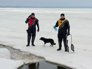 В Таганрогском заливе спасатели помогли псу, который застрял на дрейфующей льдине