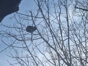 Жители Таганрога просят спасти котенка который сидит на дереве почти четверо суток