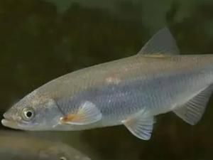 Мужчину оштрафовали на  6,6 млн рублей за рыбалку в Таганрогском заливе