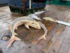 В Азовском море впервые за 20 лет замечены зимовальные скопления осетра