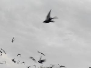 Над Азовским морем перехватили беспилотники в ходе воздушных боев минувшей ночью